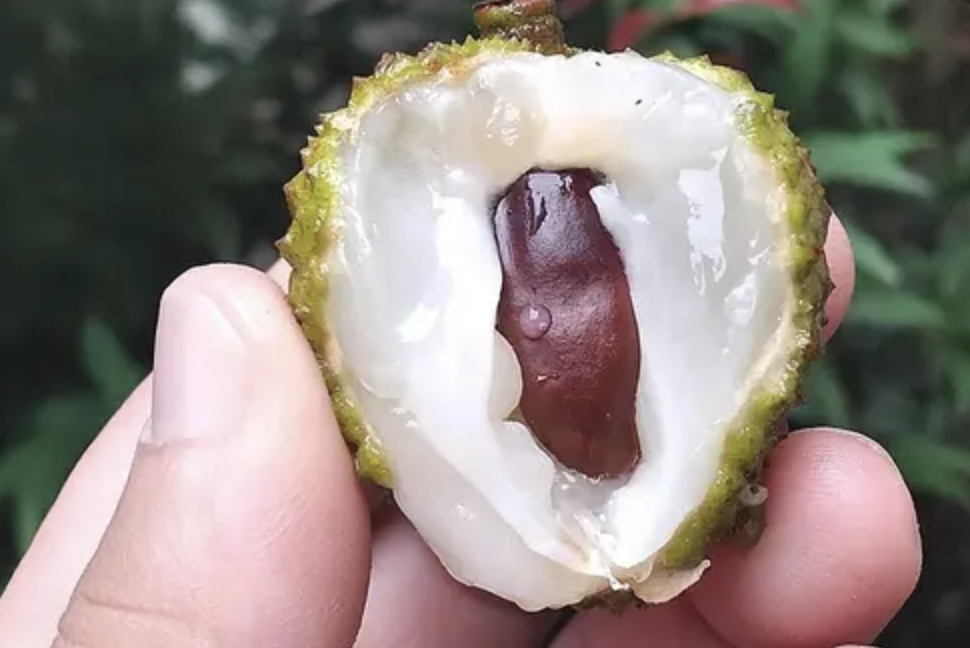 Extrato de castanheiro‑comum